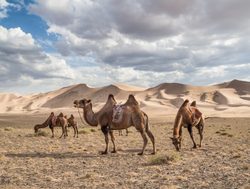 20211002174052 Gobi Gurvansaikhan National Park camels