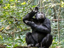 Gombe Stream National Park chimpanzee