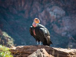 Grand Canyon California Condor