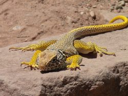 Grand Canyon Yellow Lizard