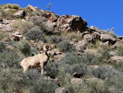 Grand Canyon big horn sheep
