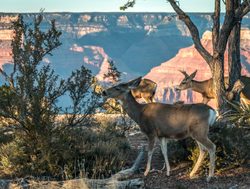 Grand Canyon deer on canyon rim