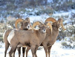 Grand Tetons National Park big horn sheep