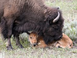 Grand Tetons National Park bison with calf