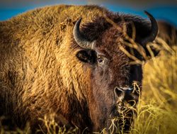 Grand Tetons National Park bison