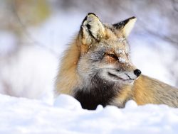 Grand Tetons National Park cross fox in snow