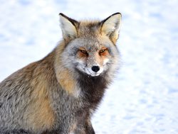 Grand Tetons National Park cross fox