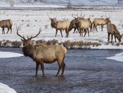 Grand Tetons National Park elk in the field