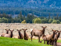 Grand Tetons National Park female elk