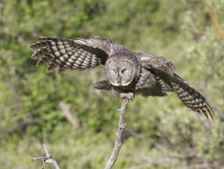 Grand Tetons National Park great grey owl