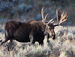 Grand Tetons National Park moose