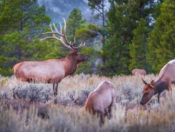 Grand Tetons National Park three elk