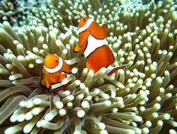 Great Barrier Reef Marine Park Clown fish
