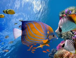 Great Barrier Reef Marine Park fish