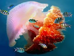 Great Barrier Reef Marine Park jellyfish