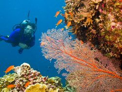 Great Barrier Reef Marine Park scuba diving