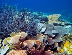 Great Barrier Reef Marine Park sea coral