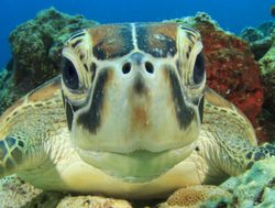 Great Barrier Reef Marine Park sea turtle