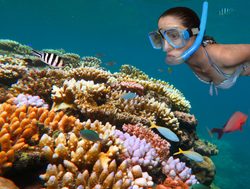 Great Barrier Reef Marine Park snorkeling