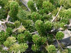 Bristlecone pine inGreat Basin National Park
