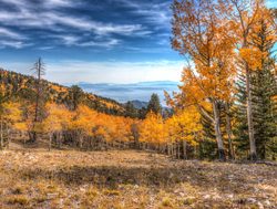 Fall foliage in Great Basin National Park