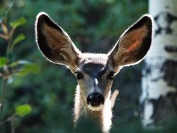 Great Basin National Park mule deer_