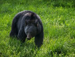 Great Smokey Mountains National Park black bear