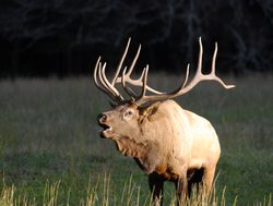Great Smokey Mountains National Park elk
