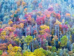 Great Smokey Mountains National Park fall foliage