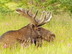 Gros Morne National Park moose