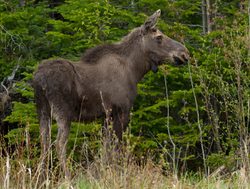 Gros Morne National Park young moose