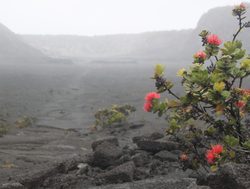 Hawai%27i Volcanoes National Park flowering plant
