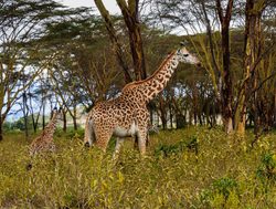 Hell%27s Gate National Park giraffe