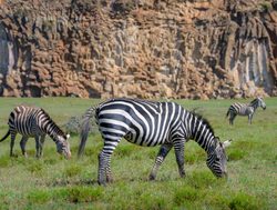 Hell%27s Gate National Park zebra