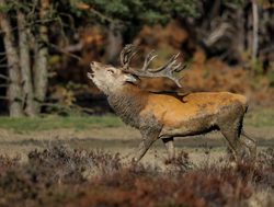 Hoge Veluwe National Park bull red deer