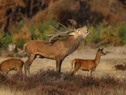 Hoge Veluwe National Park family of red deer