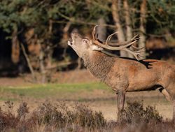 Hoge Veluwe National Park red deer