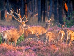 Hoge Veluwe National Park red deers