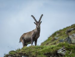 Hohe Tauern alpine ibex