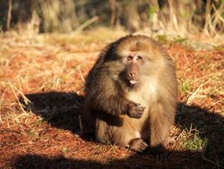 Huangshan National Park macaque