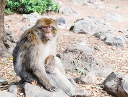 Ifrane National Park barbary macaque monkey sitting