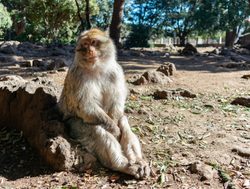 Ifrane National Park barbary macaque monkey