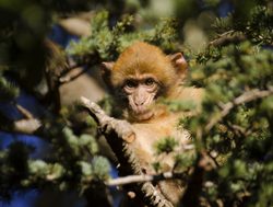 Ifrane Park barbary macaque baby monkey