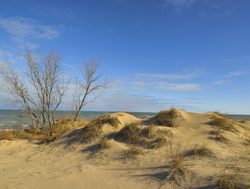 Indiana Dunes National Park dune vegetation