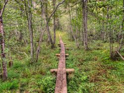 Isle Royale National Park boardwalk trail
