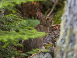 Isle Royale National Park snowshoe hare