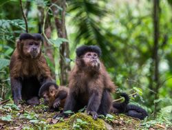 20220717123907 Capuchin monkeys in Itatiala National Park