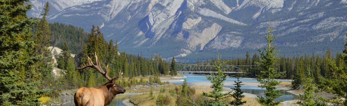 Featured image for Jasper National Park
