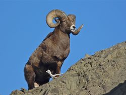 Jasper National Park big horn sheep