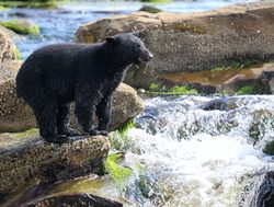 Jasper National Park black bear fishing
